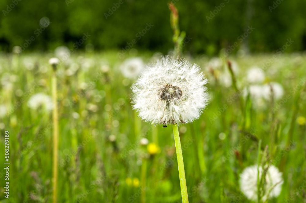 Green flower field with dandelions. Wide backdrop with copy space Green flower field with dandelions. Wide backdrop with copy space