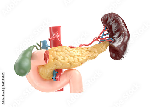 Photography Anatomically accurate illustration of human pancreas with gallbladder, duodenum, spleen and blood vessels