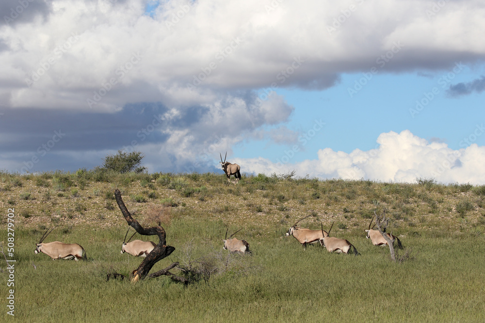 Gemsbok or South African Oryx in the Kgalagadi Gemsbok or South African Oryx in the Kgalagadi