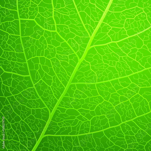 Bright green leaf closeup illustration