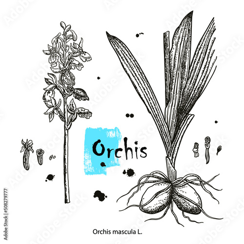 Vector images of medicinal plants. Detailed botanical illustration for your design. Biological additives are. Healthy lifestyle. Orchis