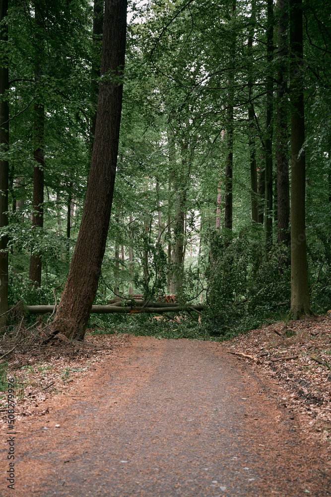 A fallen tree blocked the road in the woods. Path closed due to stormwind destruction in the forest A fallen tree blocked the road in the woods. Path closed due to stormwind destruction in the forest