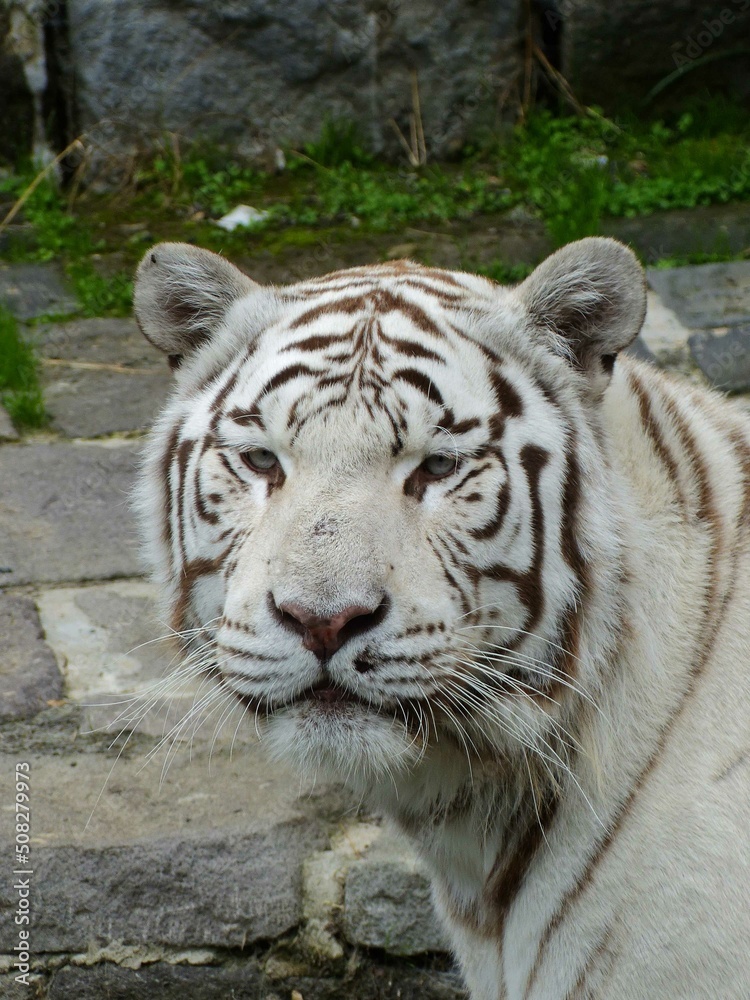 Pairi Daiza Zoo, Belgium - September 2018 : View of the Royal White Tiger Pairi Daiza Zoo, Belgium - September 2018 : View of the Royal White Tiger