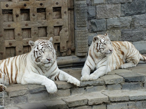 Pairi Daiza Zoo, Belgium - September 2018 : View of the Royal White Tiger