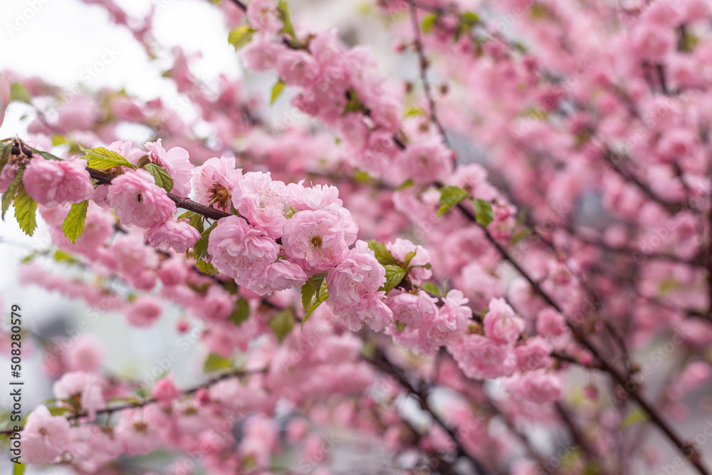Beautiful sprigs of a blooming terry sakura Beautiful sprigs of a blooming terry sakura