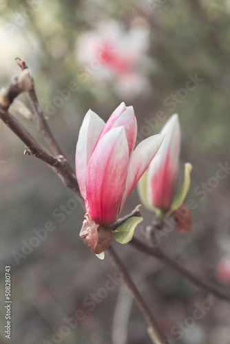 Closeup of a fresh blooming pink magnolia flower © Blue Cat Studio