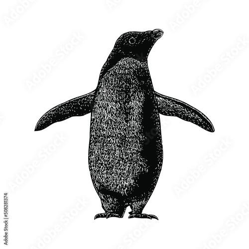 adelie penguin illustration isolated on background