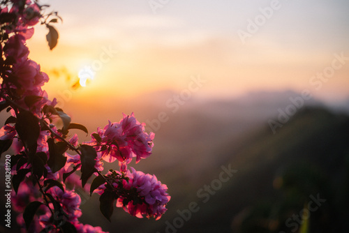 Fotobehang Pink Japanese cherry blossoms in golden evening light, blooming with space of mo