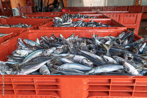 Horse mackerel at the fish sale awaiting the auction photo