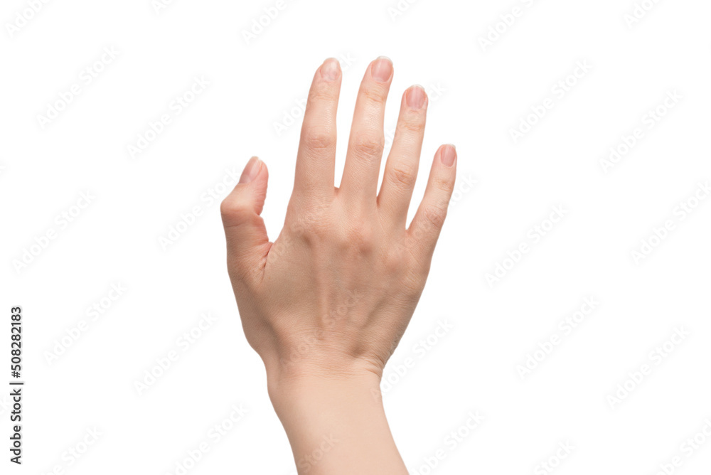 Woman hand isolated on a white background. Woman hand isolated on a white background.