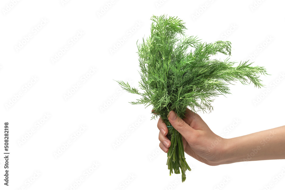 A bunch of dill in woman hand isolated on white background. A bunch of dill in woman hand isolated on white background.