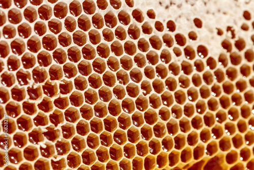 Apiculture - Récolte du miel - Gros plan sur des alvéoles de cire remplies de miel