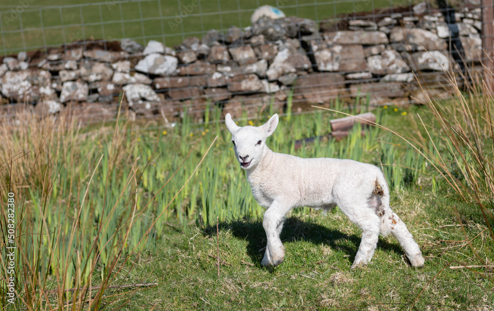 Fototapeta premium A young Lamb looking at the camera