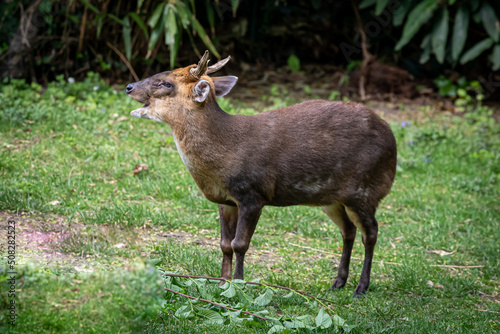 a small Mutjnac deer standing in a grassy field