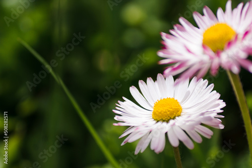 Lawn daisies close up on a natural blurred background. Common daisy or lawn daisies  Bellis perennis  on a green lawn. Blooming wildflowers side view close-up