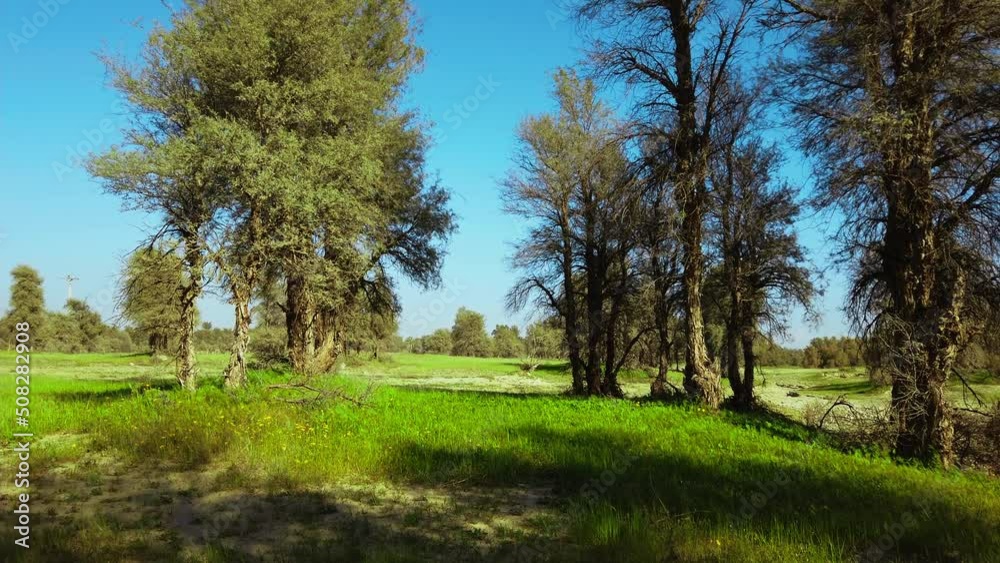 landscape with trees landscape with trees
