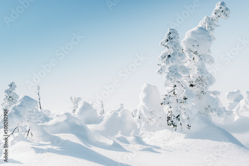 Snow spruces among snowdrifts in winter forest. Branches of trees bent from weight of snowfall. Pine wood white from frost create landscape of frosty fairy tale
