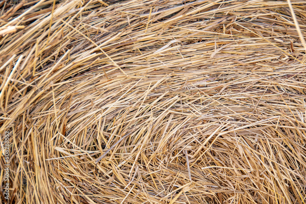 Yellow hay as background. Dry grass stems are harvested for animal feed. Food for cows and horses. Harvesting in autumn Yellow hay as background. Dry grass stems are harvested for animal feed. Food for cows and horses. Harvesting in autumn
