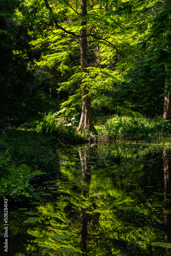 “Historische Tuin Schoonoord“ in Rotterdam Netherlands is a public garden and tourist attraction with many green plants and flowers. Swamp cypress trees (Taxodium distichum) with reflection in a pond.