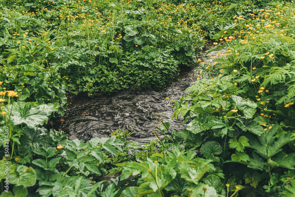Obraz premium Lush vegetation on bank of stream. Leaves and flowers receive enough moisture, so they grow well. Green Spring Meadow