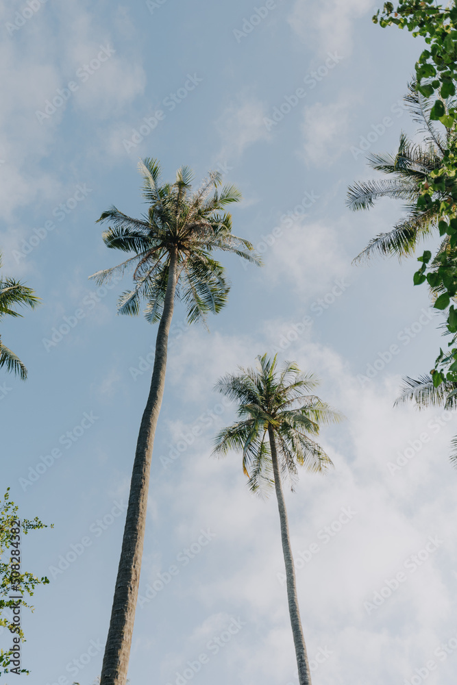 Obraz premium Palmtrees seen from below with clear sky