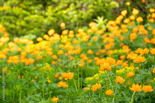 Bright Trollius asiaticus in green sunny meadow. First spring flowers. Rare wild plants in taiga forest. Orange buds attract insects for pollination.