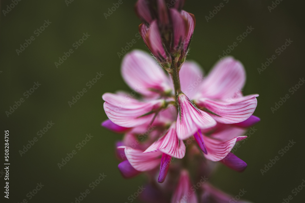 Rosa Wiesenblume Rosa Wiesenblume