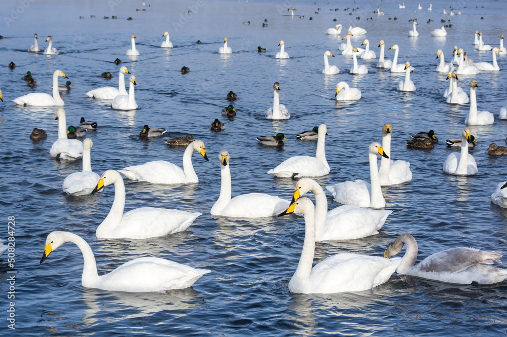 White swans swimming in the nonfreezing winter lake White swans swimming in the nonfreezing winter lake