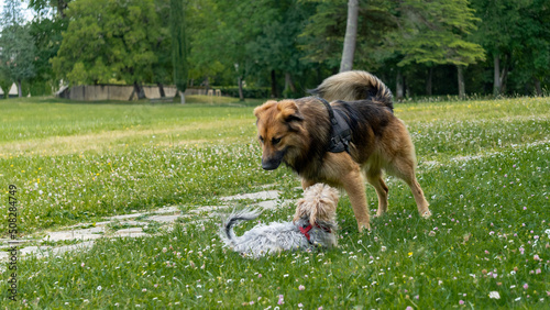 Adorable game, in the middle of the meadow, between a young long-haired German shepherd and a young gray and blond yorkshire terrier