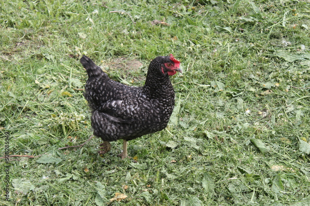 My farm, chicken