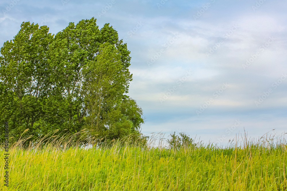Fototapeta premium North German agricultural nature landscape panorama Germany.