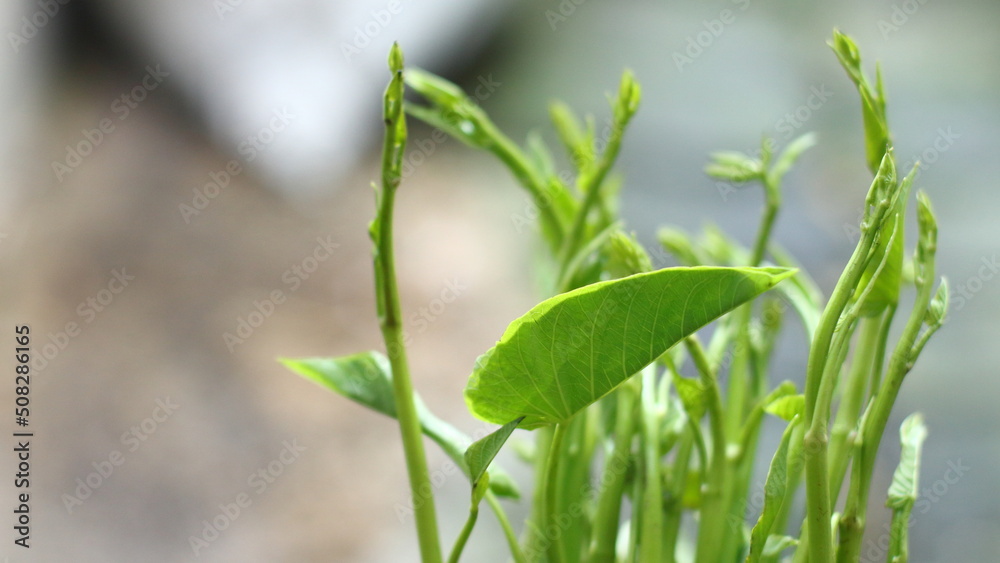 Fototapeta premium Water spinach leaves on a Natural background