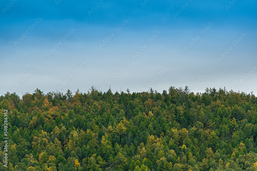 Yellow leaves of autumn forest. Plants and grass have withered when season changes. Rainy period is close to trees
