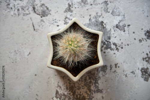 włochaty kaktus w porcelanowej białej doniczce 