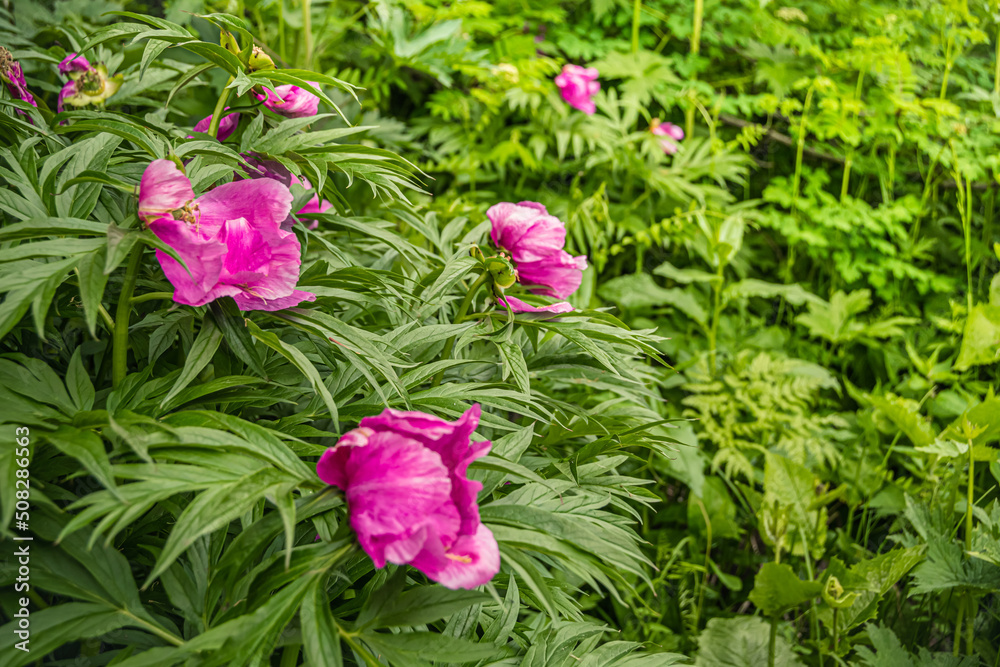 Paeonia anomala with pink petals and yellow stamens among green leaves. Flowering of peonies in summer garden. Wild flowers for making bouquets Paeonia anomala with pink petals and yellow stamens among green leaves. Flowering of peonies in summer garden. Wild flowers for making bouquets