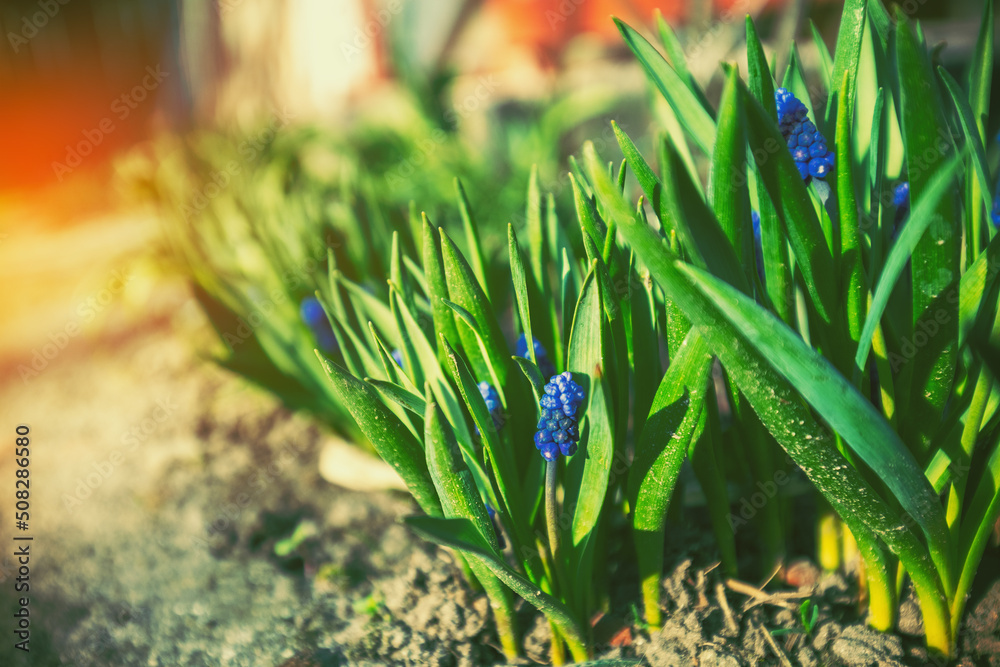 Hyacinth cultivars in a garden in early spring