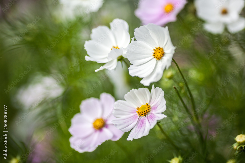 White cosmos flower in field