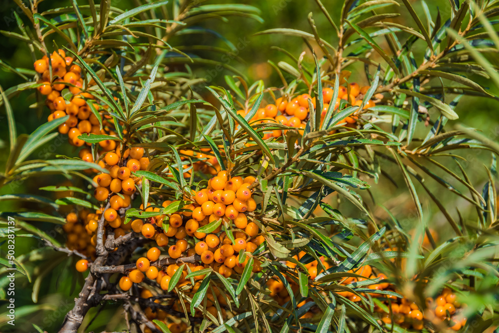 Sea buckthorn grows in wild summer forest. Orange berries with green leaves on branches. Growing fruits in garden, autumn harvest Sea buckthorn grows in wild summer forest. Orange berries with green leaves on branches. Growing fruits in garden, autumn harvest
