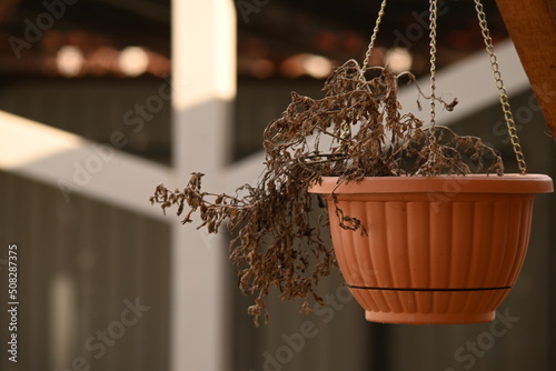 dry plant in a pot