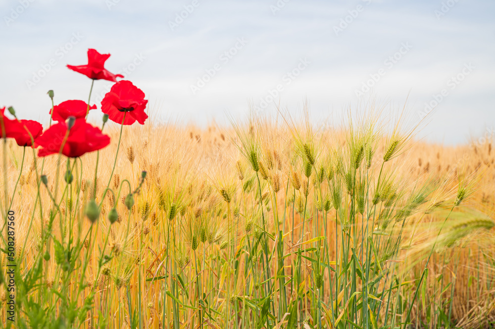 Fototapeta premium 初夏の大麦畑と赤いポピー