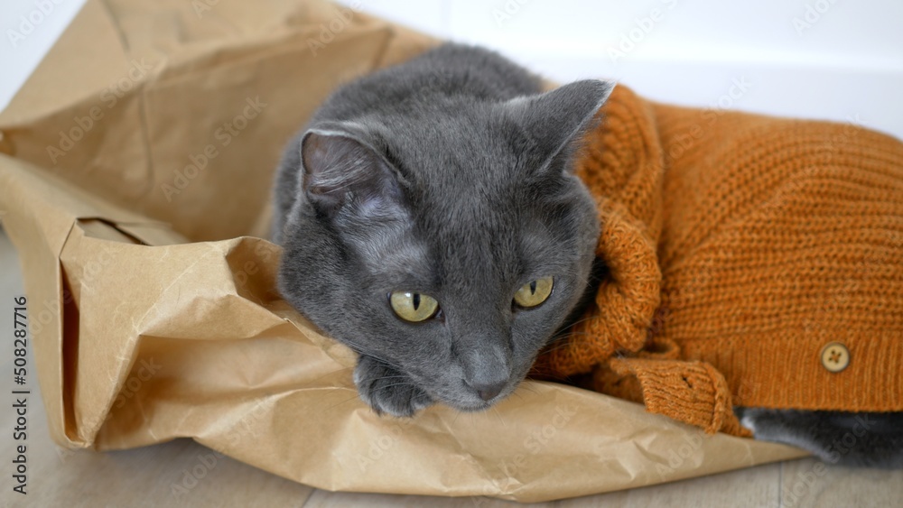 Obraz premium Beautiful gray cat close-up, muzzle of a cat with yellow eyes. The cat is dressed in a brown cardigan knitted from woolen threads. A cat in a pet costume lies on a paper bag.