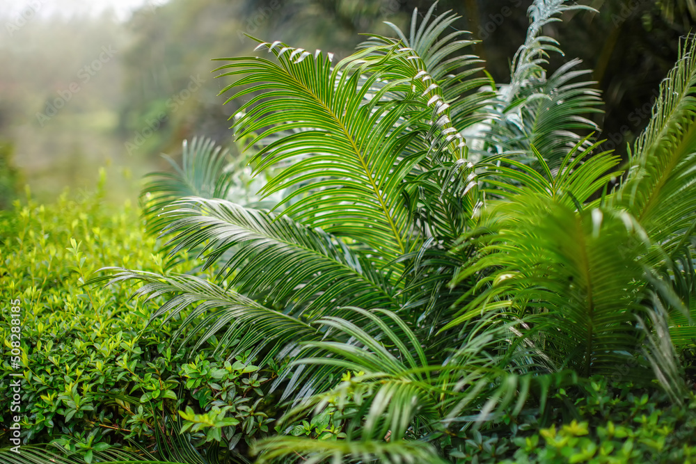 African rainforest jungle, close detail fern plants, shallow depth of field photo, only few leaves in focus