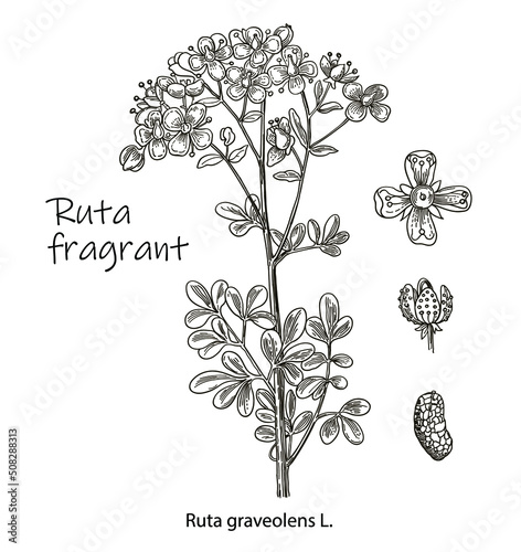 Ruta graveolens. Vector images of medicinal plants. Detailed botanical illustration for your design. Hand drawn illustration