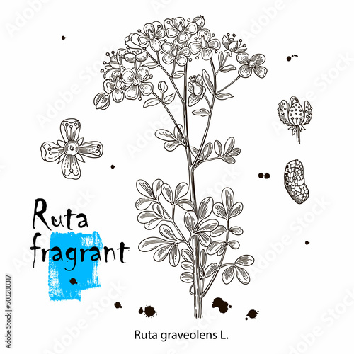 Ruta graveolens. Vector images of medicinal plants. Detailed botanical illustration for your design. Hand drawn illustration photo