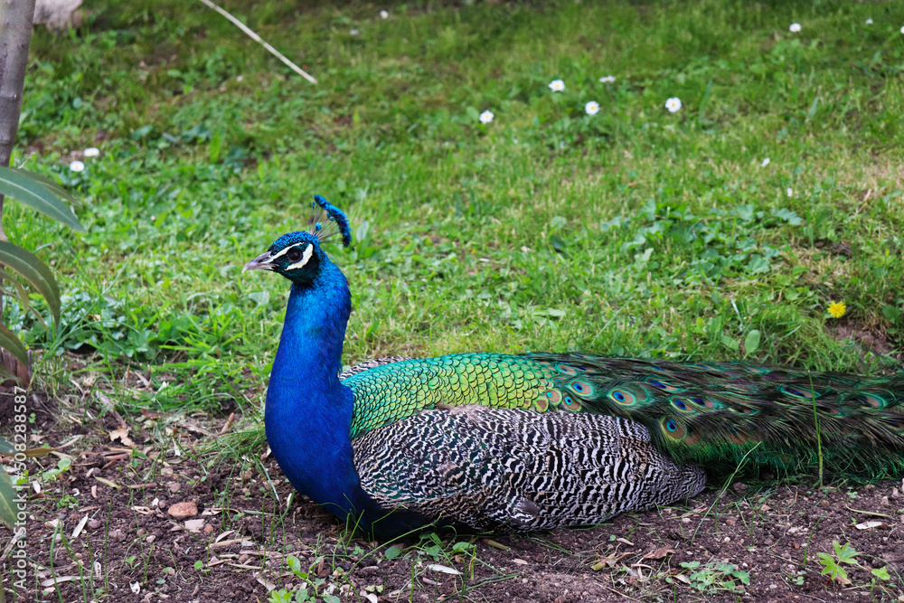 Fototapeta premium A multi-colored peacock with a blue-green tint is resting on the grass in a monastery in North Macedonia