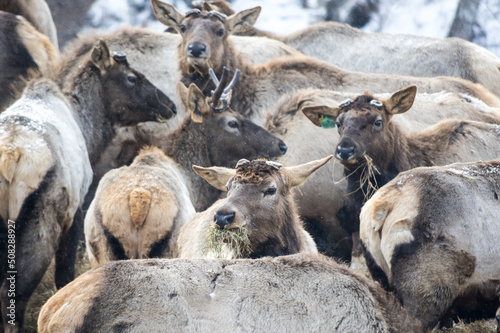 View of marals (Cervus elaphus sibiricus) photo