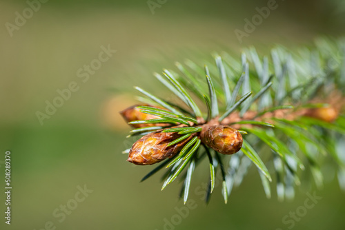 Macro image of Buds on the end of a Fir Tree Branch