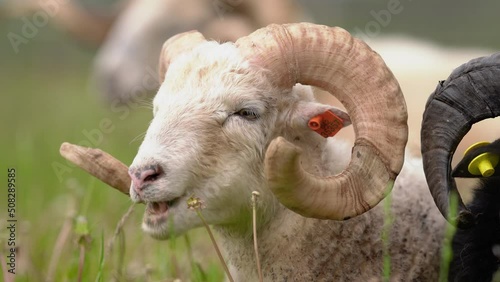 Sheep with twisted horns, (Traditional Slovak breed - Original Valaska ) resting in spring meadow grass, eyes half closed photo