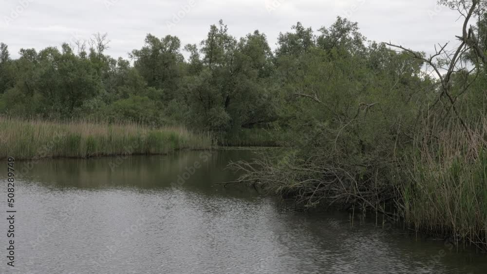 National Park Biesbosch in the Netherlands, sailing trough nature National Park Biesbosch in the Netherlands, sailing trough nature