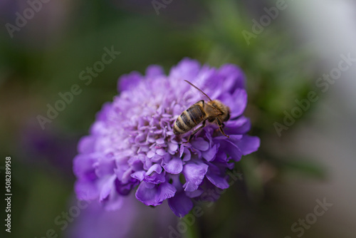 Close-up of a bee harvesting on a purple scabiosa blossom